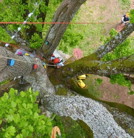 Grimpo'arbres - Escalade en Famille dans les arbres - Activité Jura - Escalade dans les arbres à l'aide de...