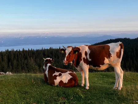 Fruitières d'Alpage - Activité Jura - Balade familiale dans les alpages suisses à la rencontre des vaches...