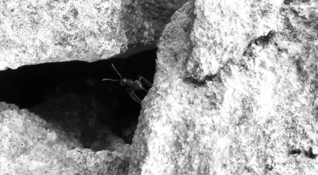 La cigale et la fourmi - Activité Jura - Les mystérieuses cités d'insectes ouvrent leurs portes. 
