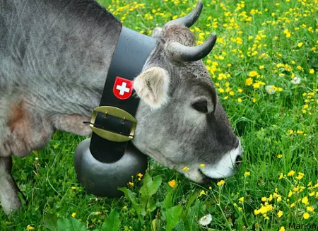Fruitières d'Alpage - Activité Jura - Balade familiale dans les alpages suisses à la rencontre des vaches...