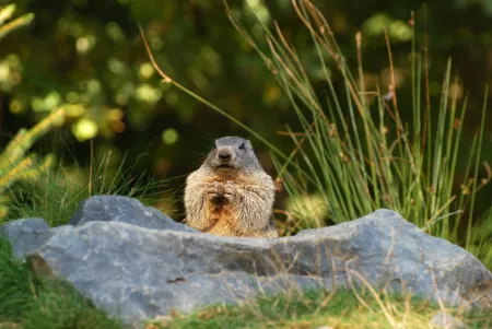 Marmottes - Activité Jura - "Marmota marmota apparaîtra". Rentrez dans son monde. 
Balade...