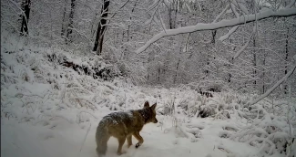 Sur les traces de la faune sauvage - Neige dans le Jura - Une randonnée accessible dès 5 ans avec visite des pièges...