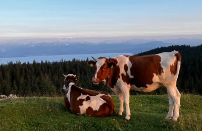 Fruitières d'Alpage - Activité Jura - Balade familiale dans les alpages suisses à la rencontre des vaches...