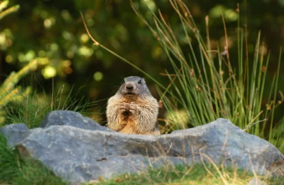 Marmottes - Activité Jura - "Marmota marmota apparaîtra". Rentrez dans son monde. 
Balade...