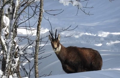 Randonnée raquettes <br> A la rencontre des chamois - Activité Jura - Une randonnée raquette familiale pour...