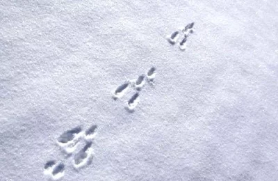 Randonnée raquette <br> Mystères &amp; boules de neige - Activité Jura - La montagne du Jura livre ses secrets…...