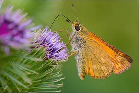 Peuple de l'herbe - Activité Jura - Découverte du monde des insectes, des papillons et des orthoptères....