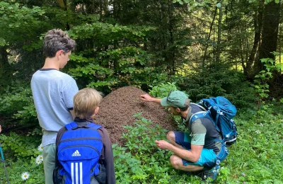La cigale et la fourmi - Activité Jura - Les mystérieuses cités d'insectes ouvrent leurs portes. 